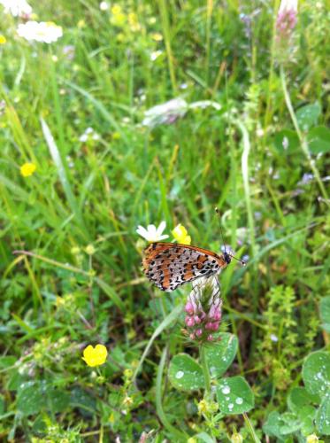 Melitaea didyma