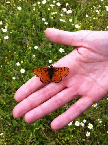 Melitaea didyma