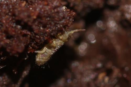 Isotomurus sp.