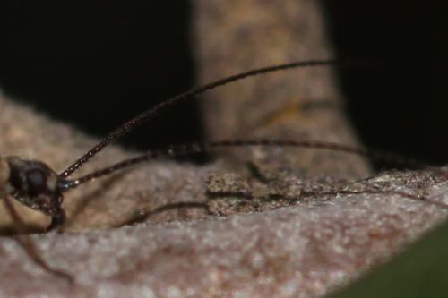 Leuctra sp.