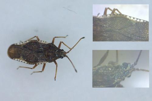 Physatocheila dumetorum