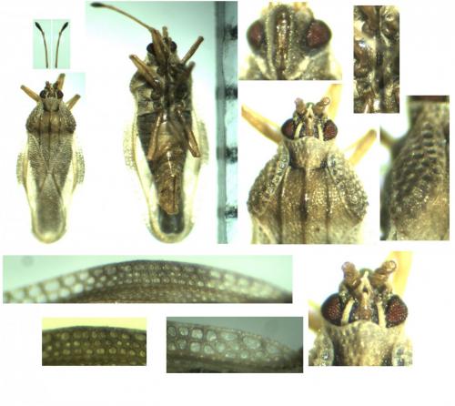 Réf. 157 329 : Physatocheila costata