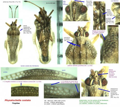 Physatocheila costata