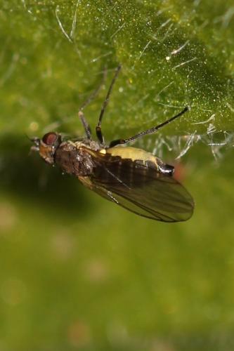 Phytomyza sp.