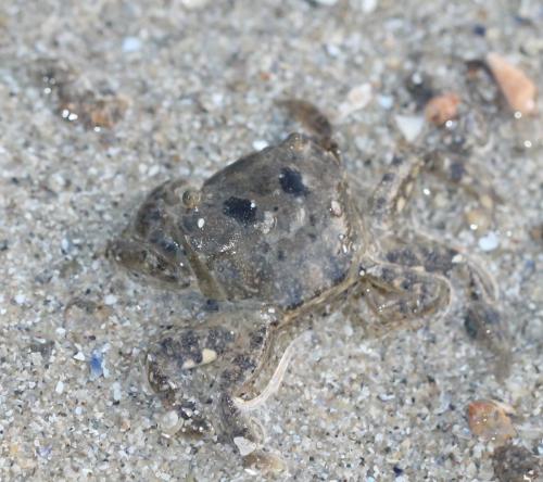 Hemigrapsus sp.