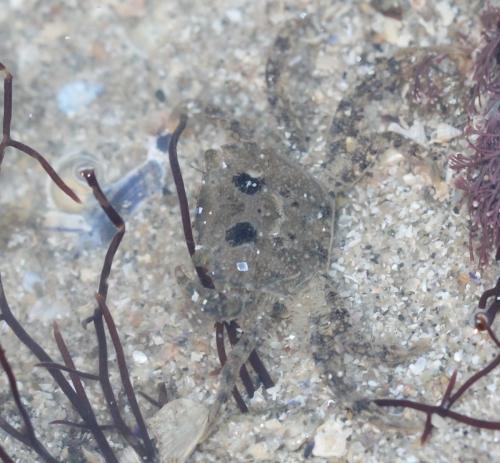 Hemigrapsus sp.