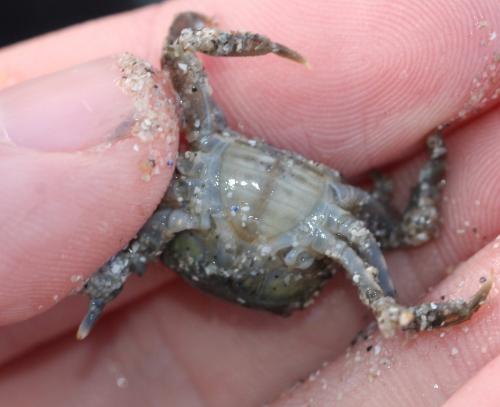 Hemigrapsus sp.