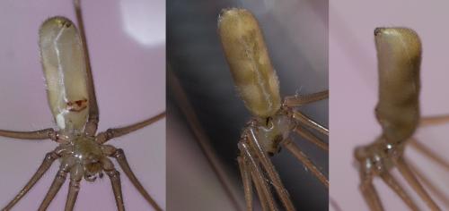 Pholcus phalangioides
