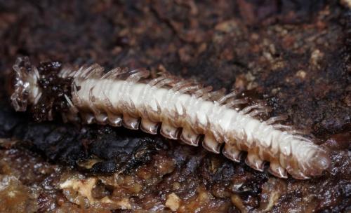 Polydesmus sp.