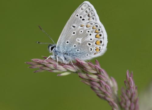 Polyommatus icarus