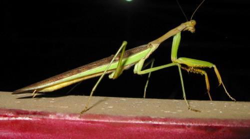 Polyspilota aeruginosa
