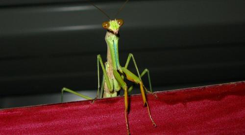 Polyspilota aeruginosa