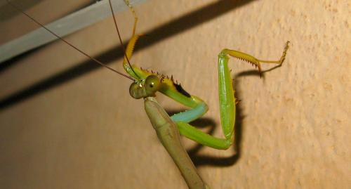 Réf. 157 260 : Polyspilota aeruginosa