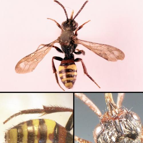 Nomada sp.