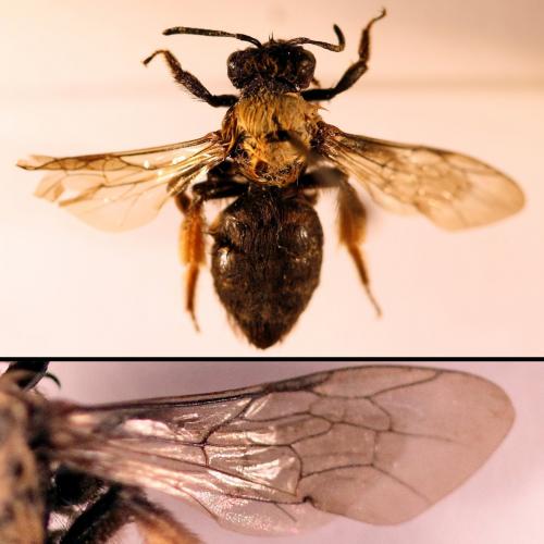 Andrena sp.