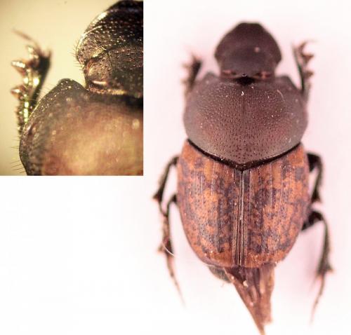 Réf. 157 534 : Onthophagus similis