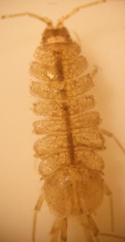 Proasellus meridianus