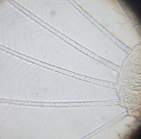 Proasellus meridianus