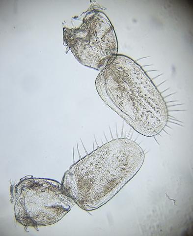 Proasellus meridianus