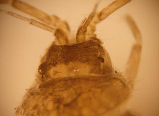 Proasellus meridianus