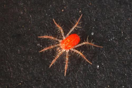 Erythracarus epigeus