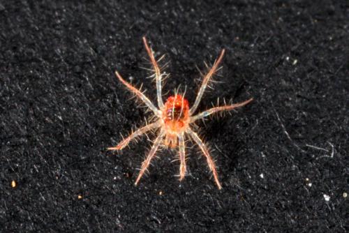 Erythracarus epigeus