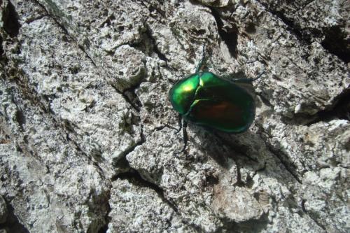 Cetonischema speciosissima