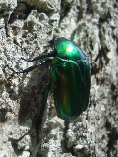Cetonischema speciosissima
