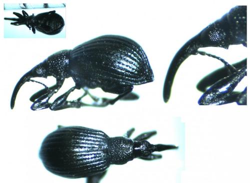 Réf. 157 955 : Pseudoprotapion elegantulum