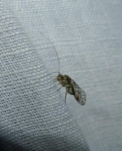 Psococerastis gibbosa