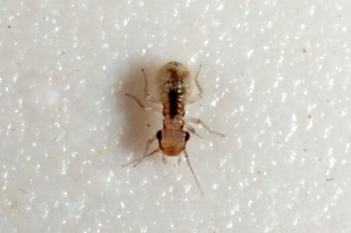 Lepinotus patruelis