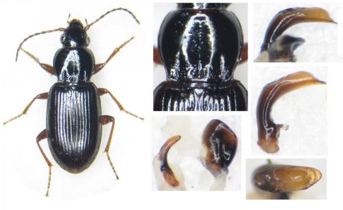 Réf. 157 841 : Pterostichus strenuus