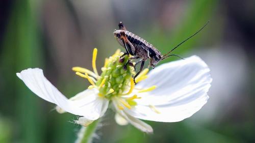Anonconotus sp.