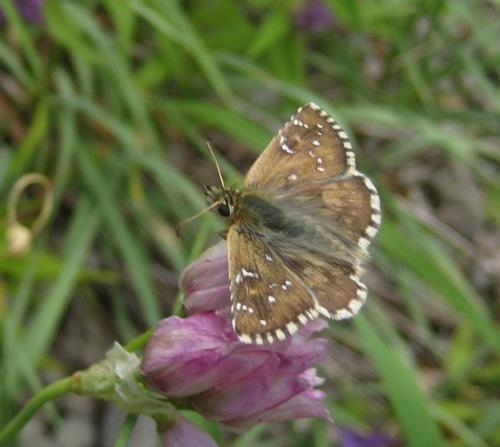 Réf. 157 954 : Pyrgus sp.