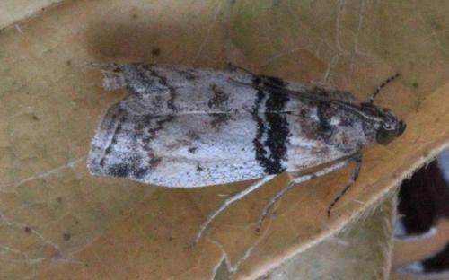 Sciota rhenella