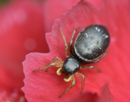 Heliophanus cupreus