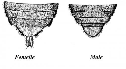 Réf. 157 054 : Saldula palustris