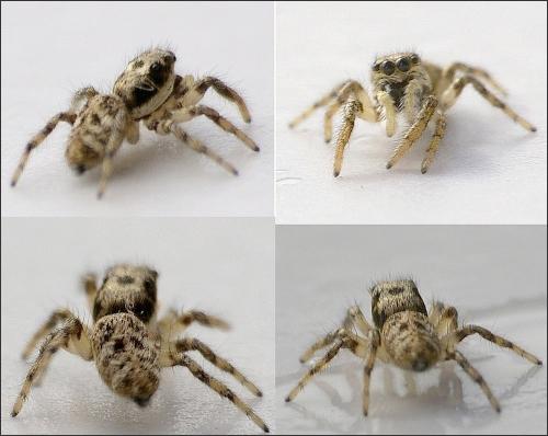 Réf. 157 203 : Salticus sp.