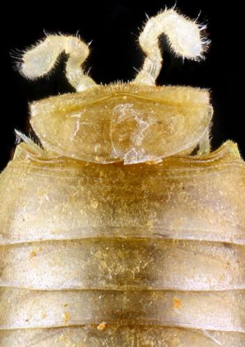 Geoglomeris duboscqui
