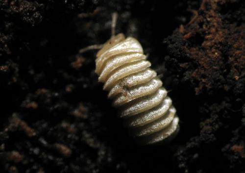Réf. 157 931 : Trachysphaera lobata
