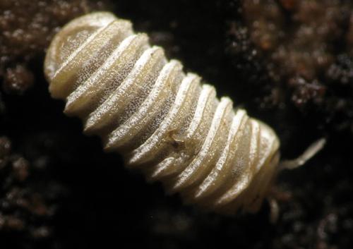 Réf. 157 932 : Trachysphaera lobata