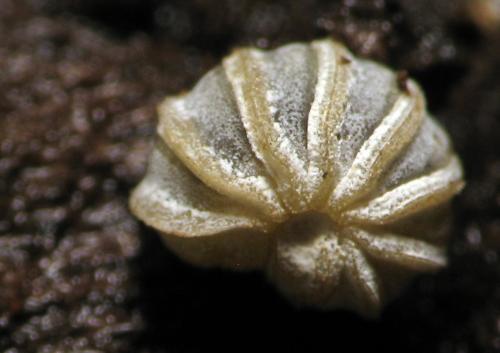 Réf. 157 934 : Trachysphaera lobata