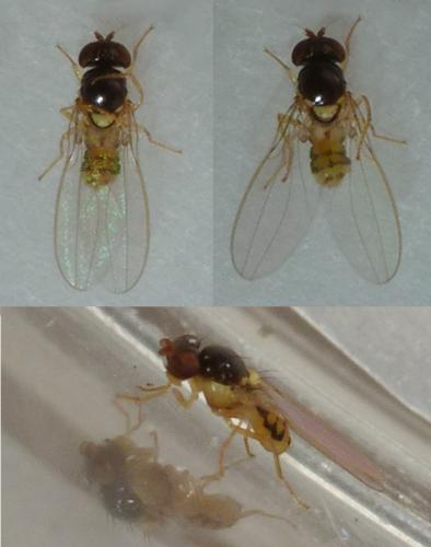 Asteia amoena