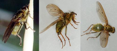 Scathophaga stercoraria