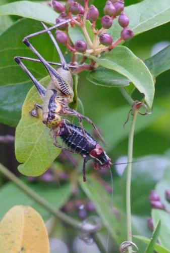 Eupholidoptera schmidti