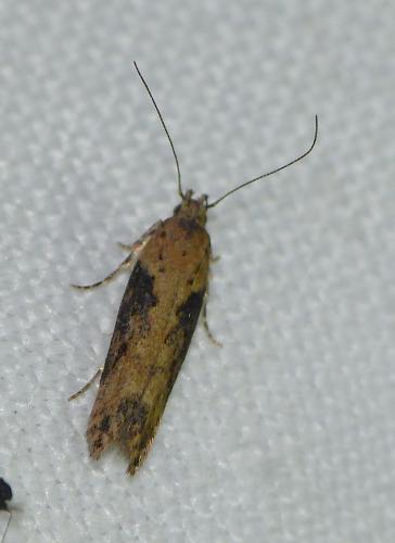 Scrobipalpa costella