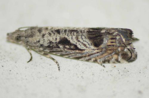 Selania leplastriana