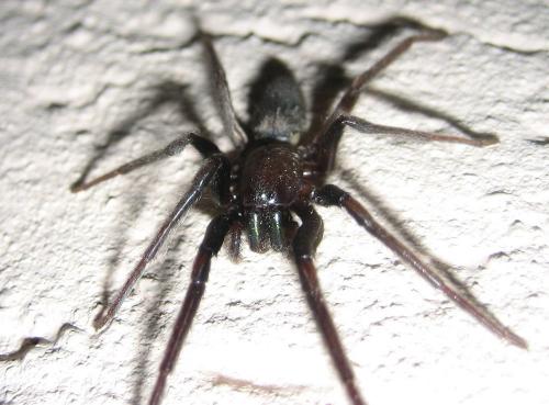 Segestria florentina