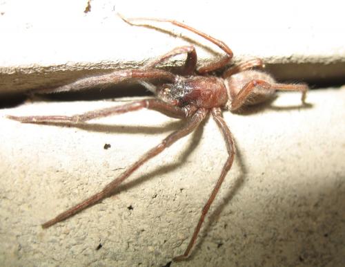 Segestria florentina