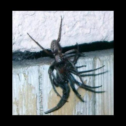 Segestria florentina